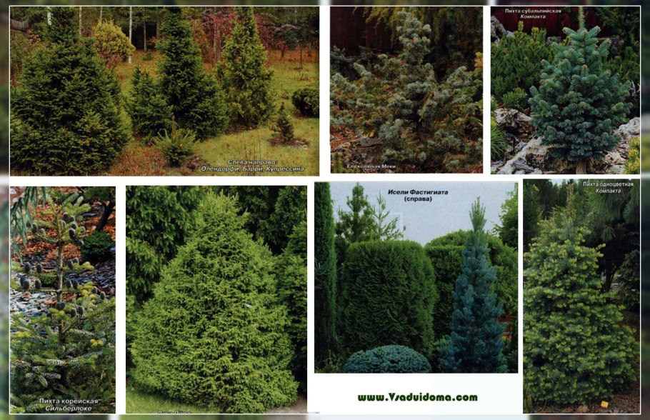 Миксбордер с лиственницей