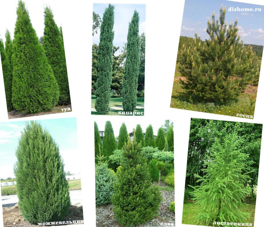 Магония в миксбордере