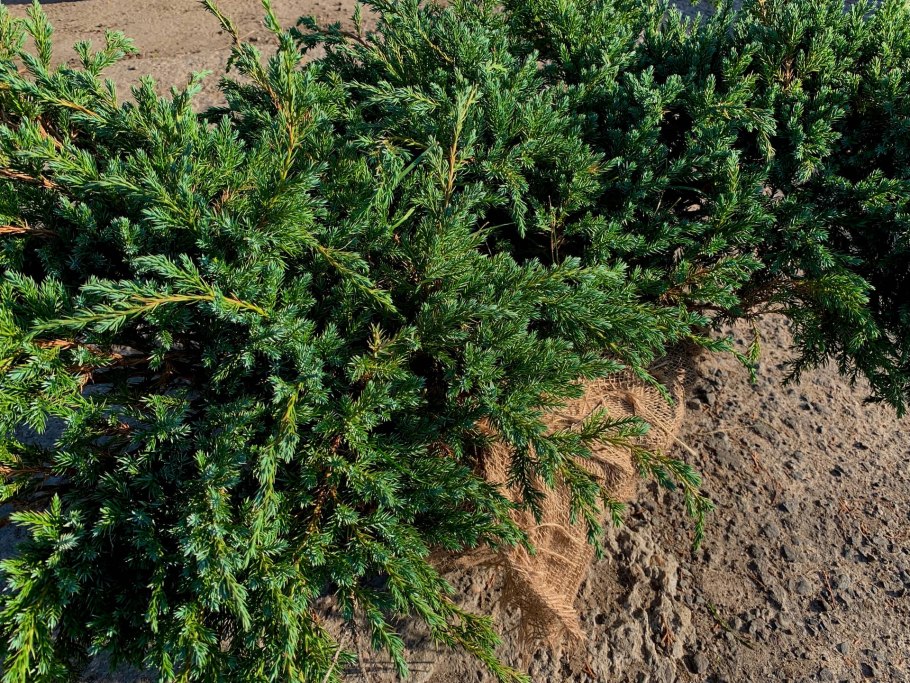 Туя Западная пихта Сибирская