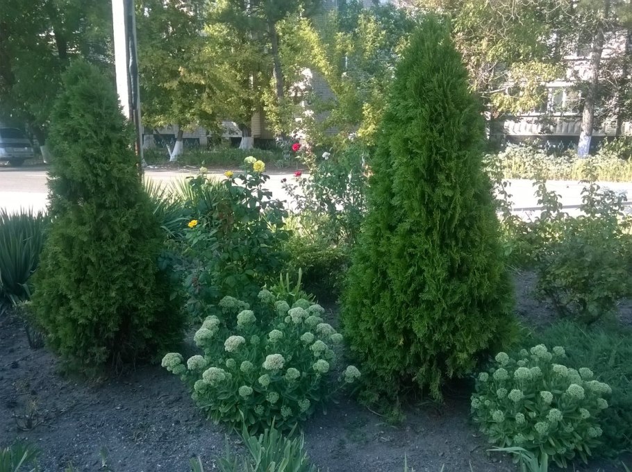 Пихта туя можжевельник