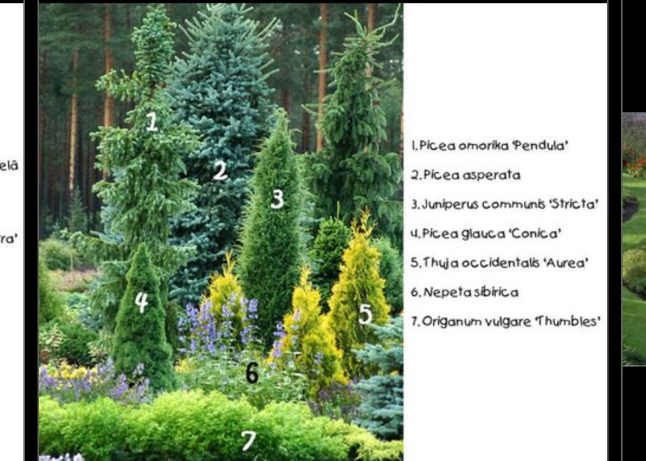 Можжевельник казацкий ягоды