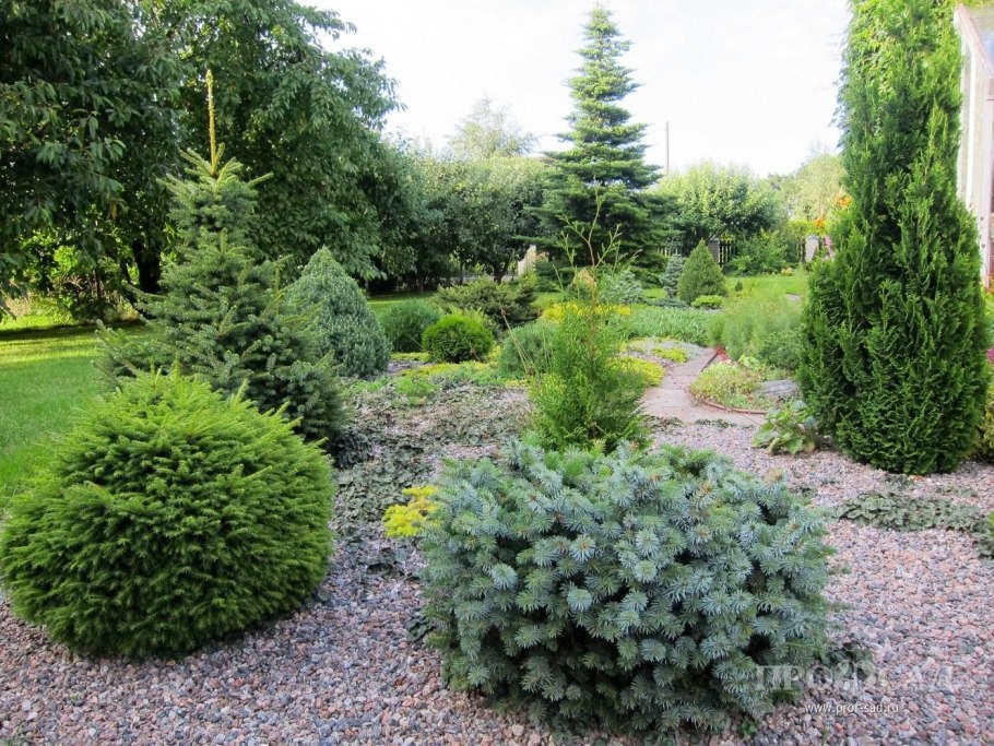 Туя Смарагд в ландшафте