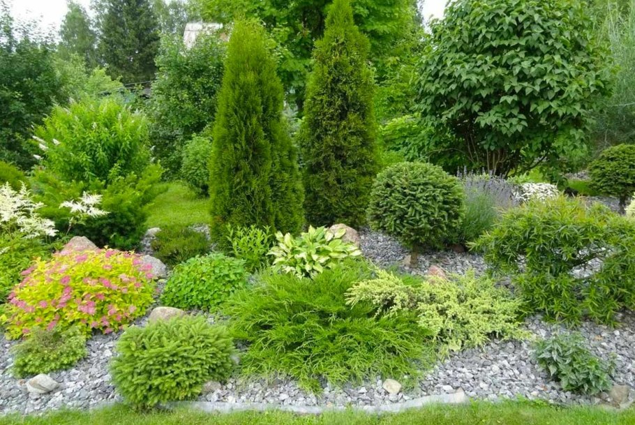 Туя Глобоза в миксбордере