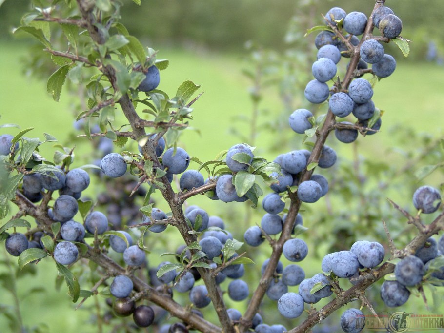 Слива колючая (Терн) (Prunus spinosa)