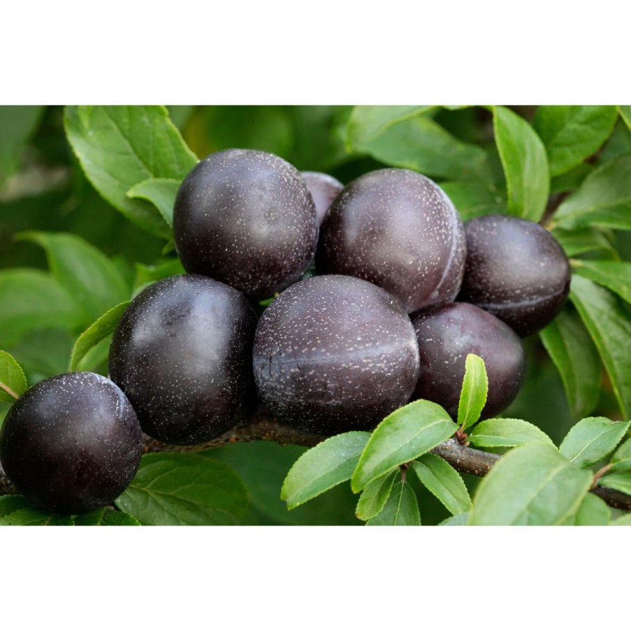 Маленькая слива Терн