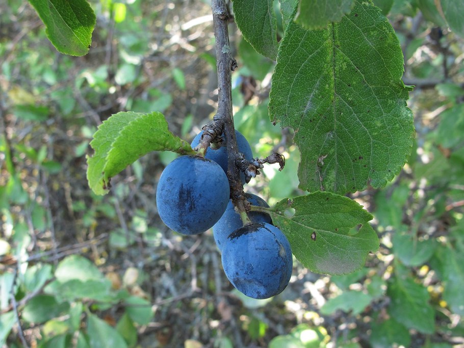 Терн Терновник куст