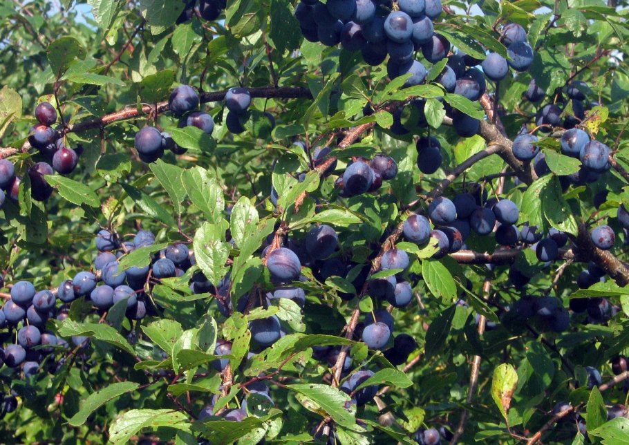 Терновник Prunus spinosa