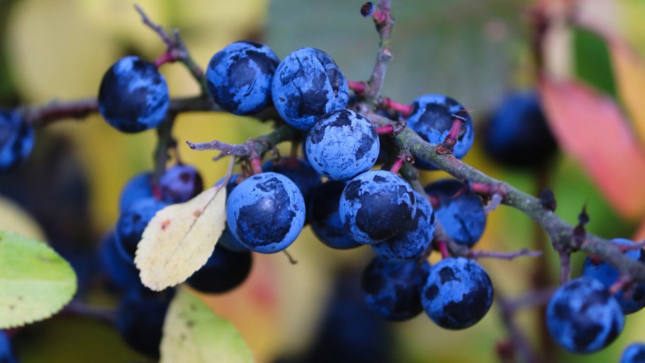 Слива колючая, Терн (лат. Prúnus spinósa)