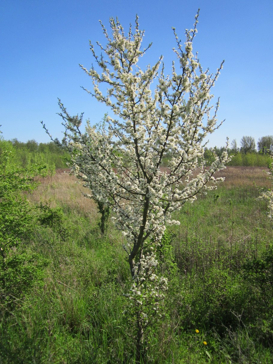 Тёрн кустарник ягоды