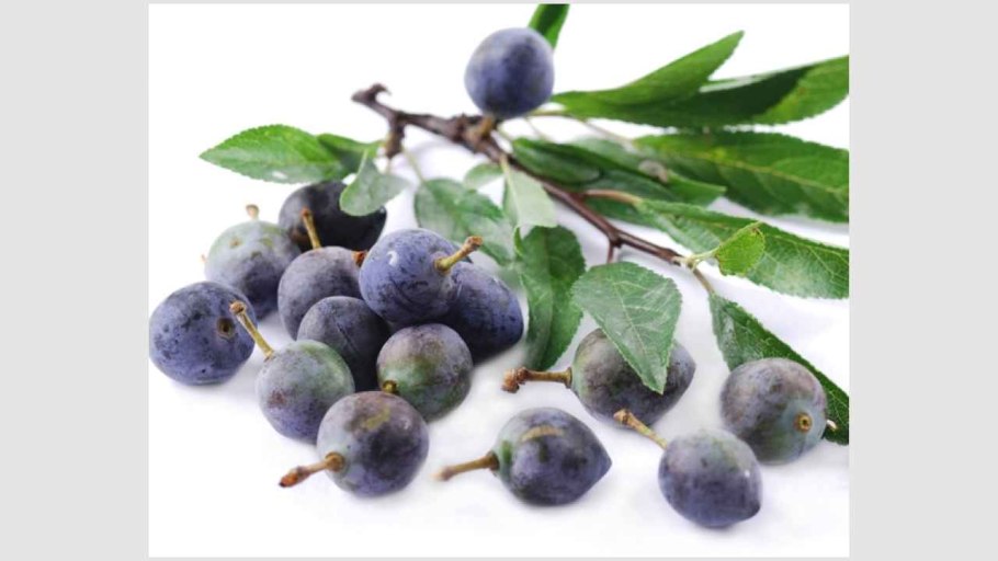 Слива колючая терн