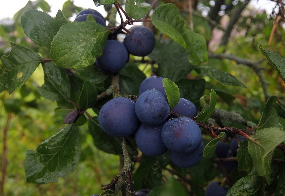 Слива колючая Терн