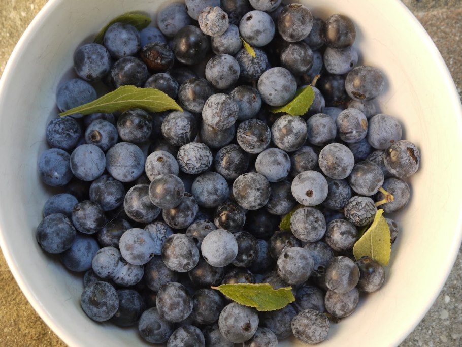 Тернослива сорта