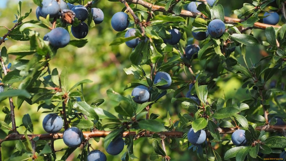 Дикая слива Терн