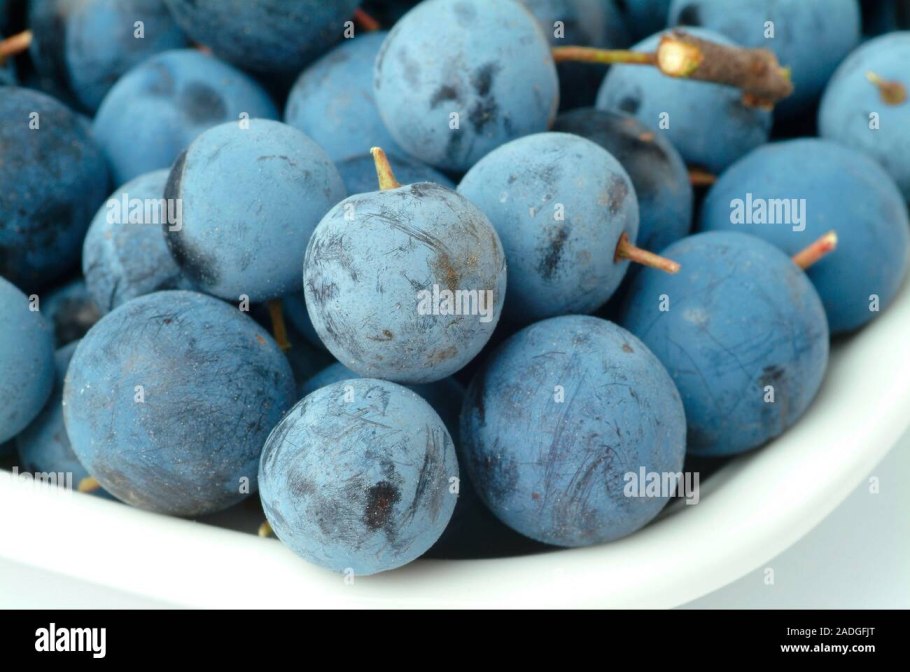 Слива колючая Терн