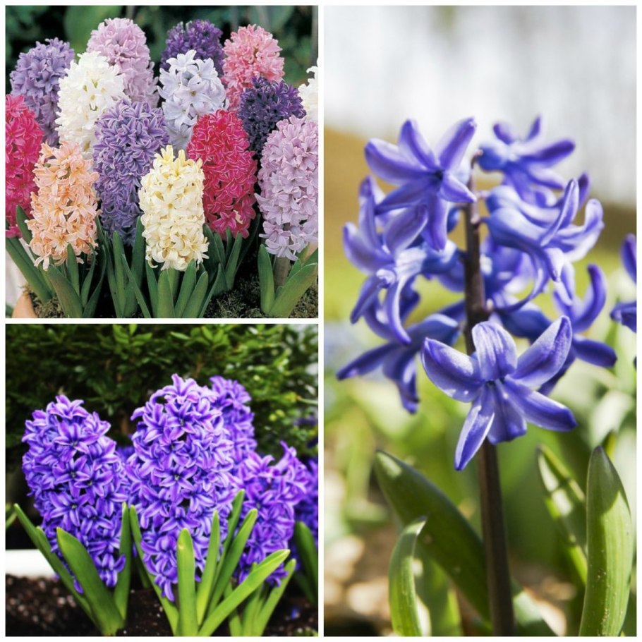 Гиацинт спринг микс