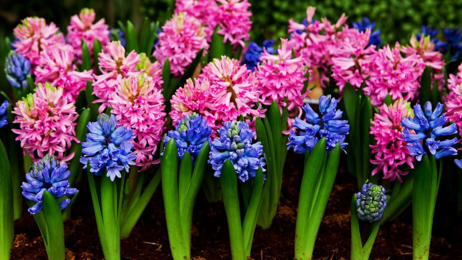 Гиацинт цветок