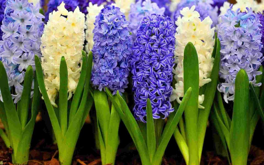 Гиацинт Блю Джекетс