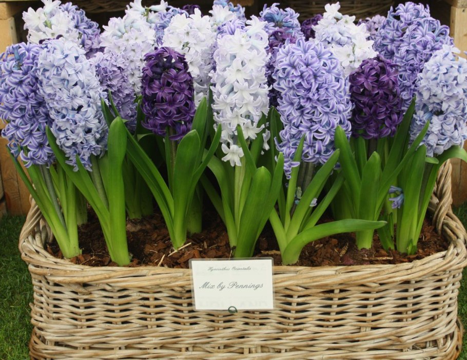 Гиацинт цветок