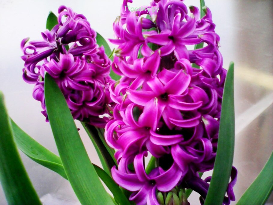 Гиацинт Лилия Нарцисс