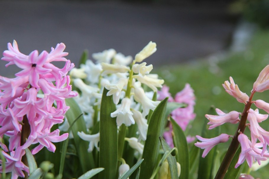 Тюльпаны крокусы гиацинты выгонка