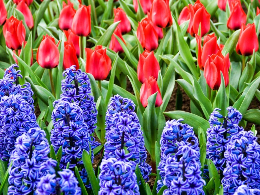 Гиацинт Делфт Блю