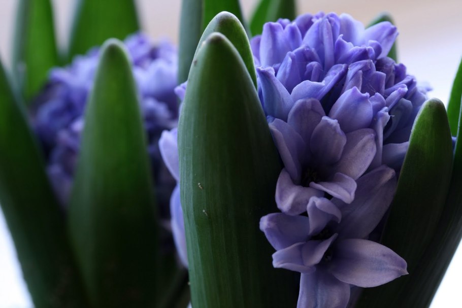 Лилейные гиацинт
