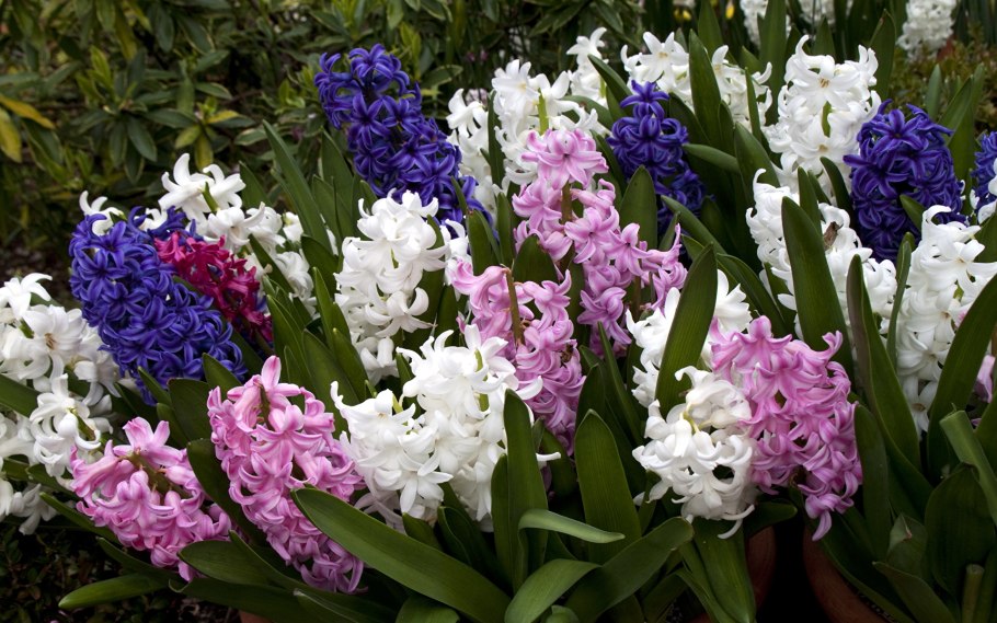 Гиацинт Беллевью