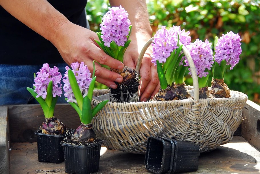 Лилейные гиацинт