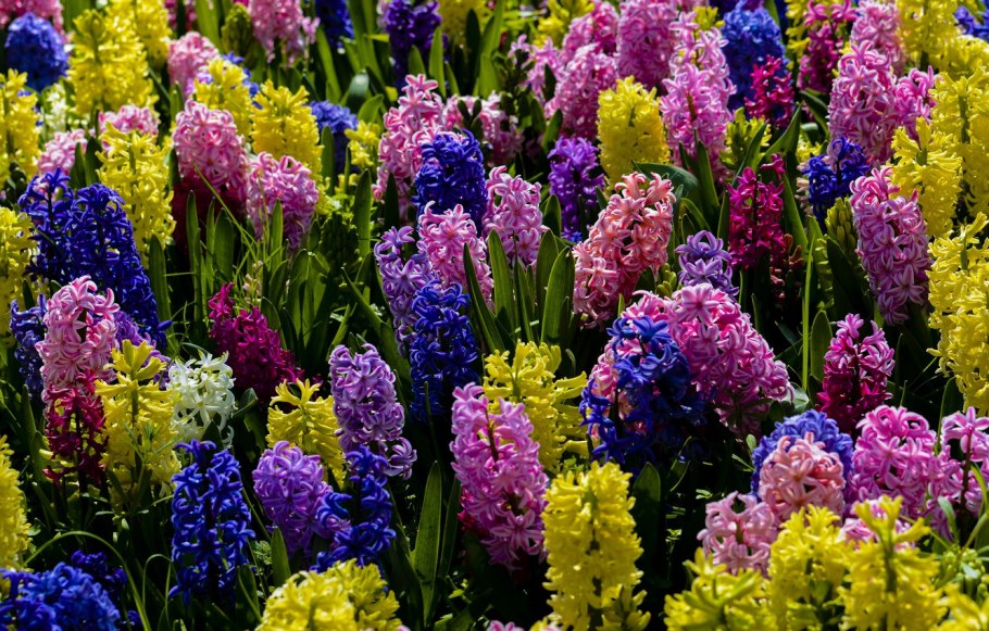 Гиацинт спринг микс