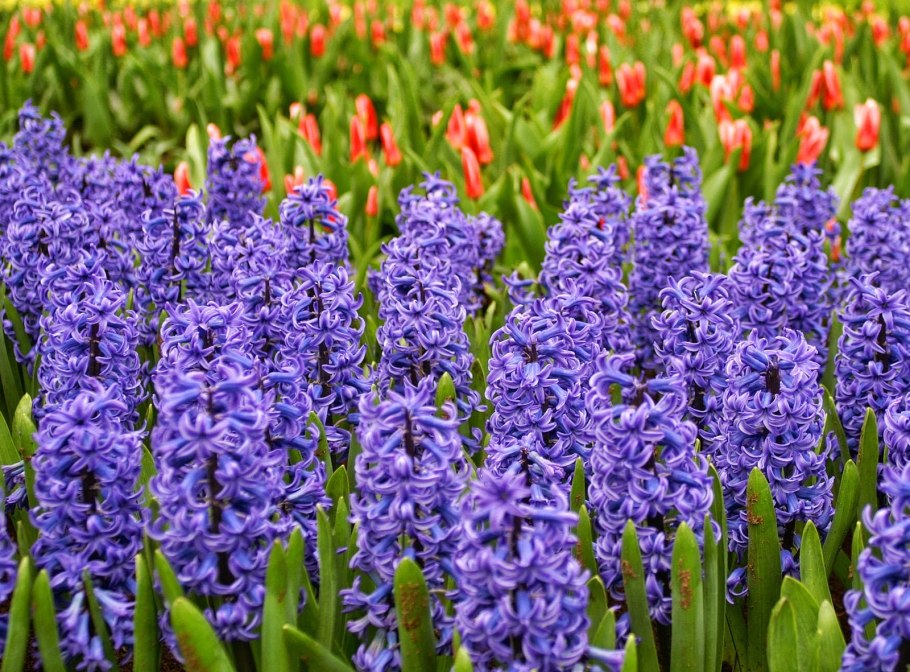 Гиацинт Миозотис