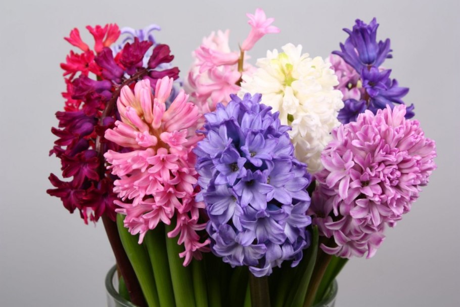 Гиацинт Пасифик оушен