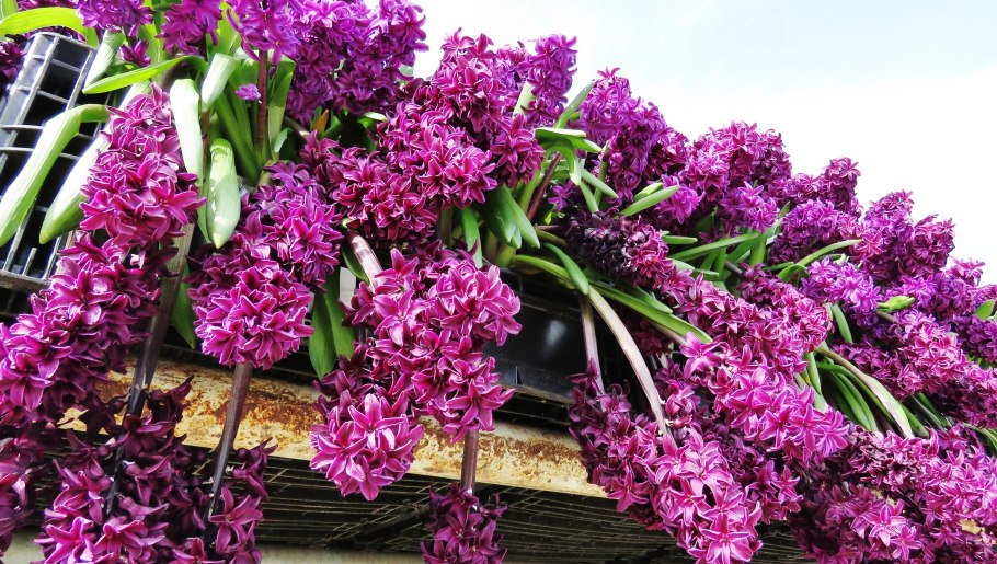 Крокусы примула гиацинт