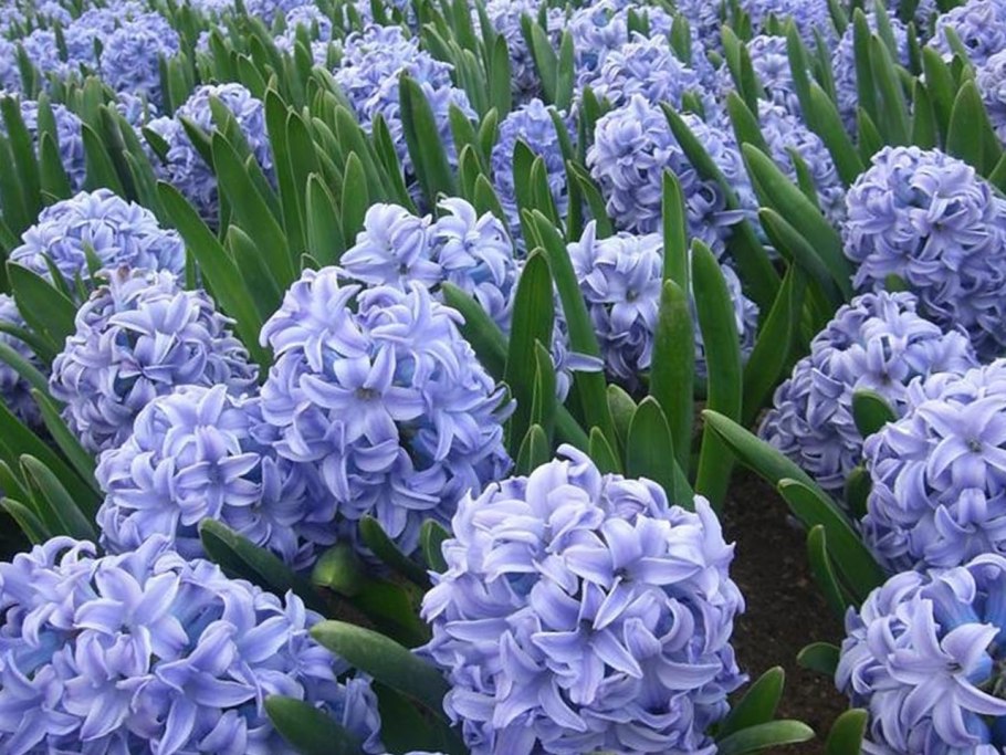 Тюльпан Гавайи