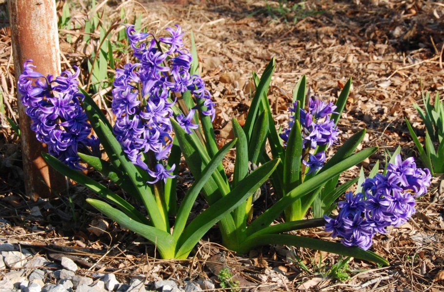 Гиацинт спринг бьюти