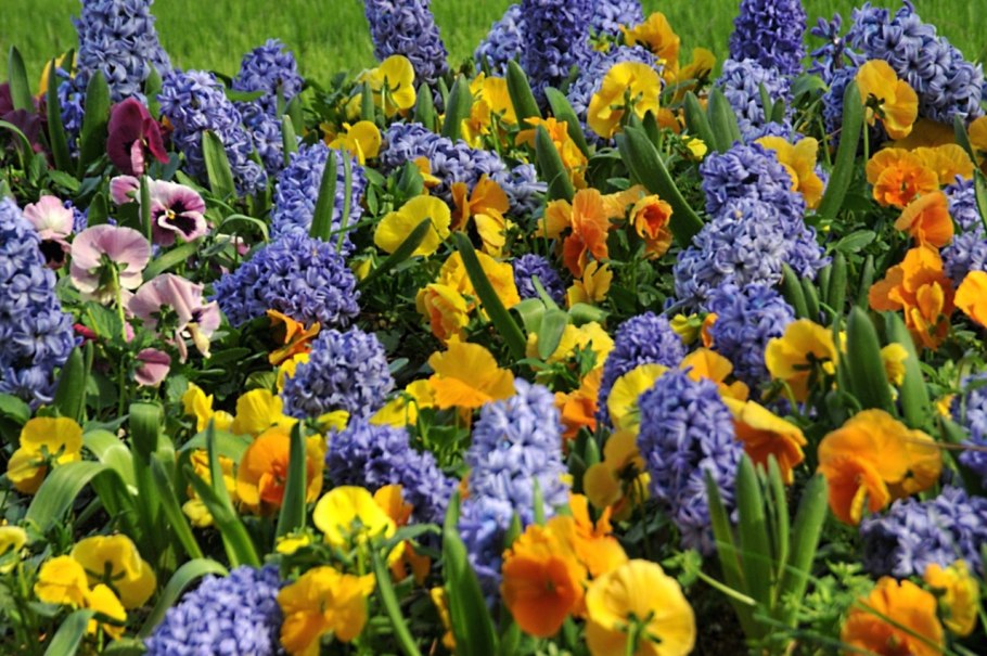 Гиацинт Ostara