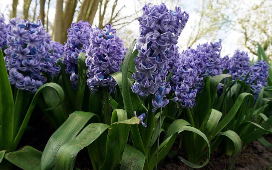 Гиацинт Остара