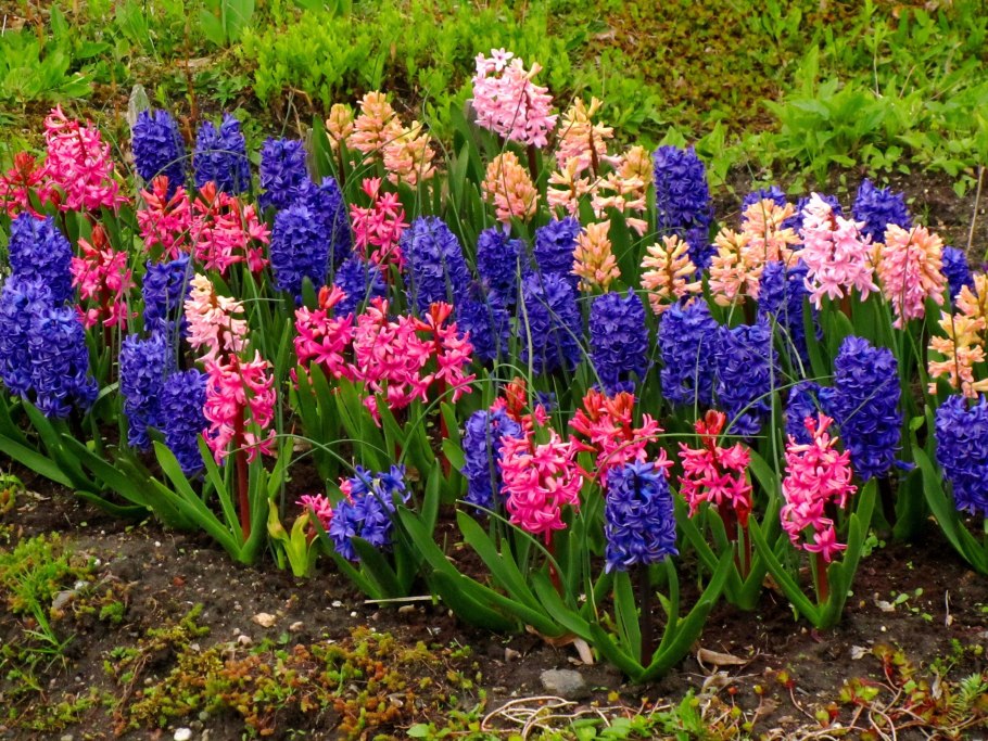 Гиацинт срезка