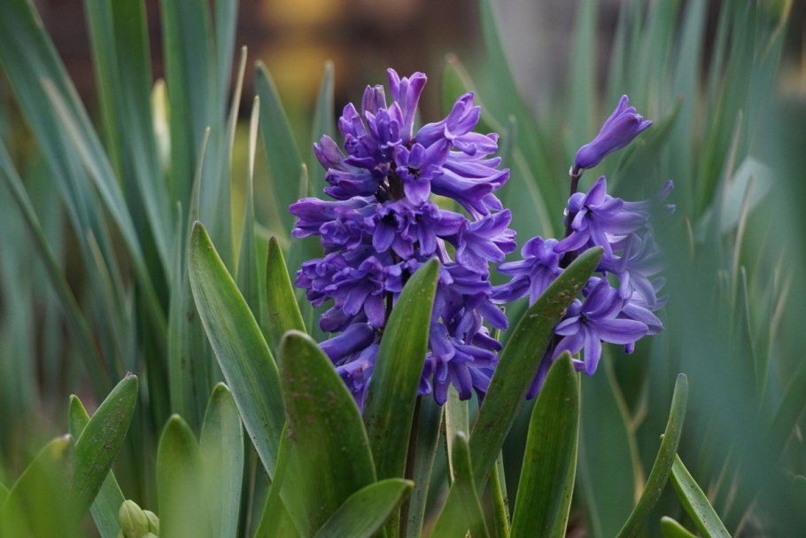 Гиацинтоидес дикий гиацинт