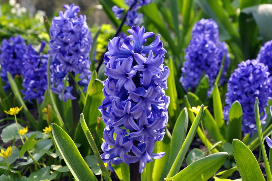 Гиацинт закаспийский