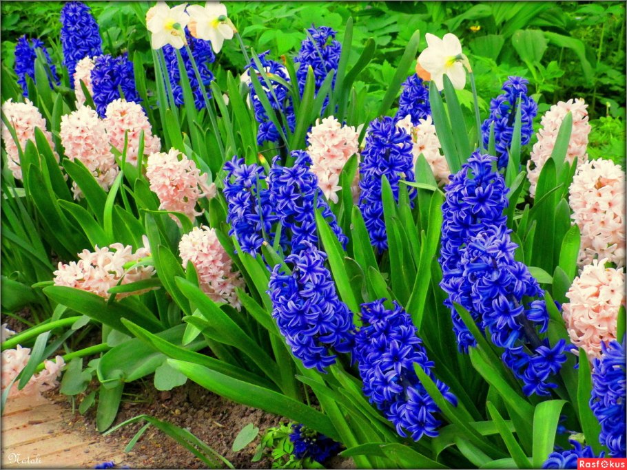 Фиолетовый гиацинт цветок