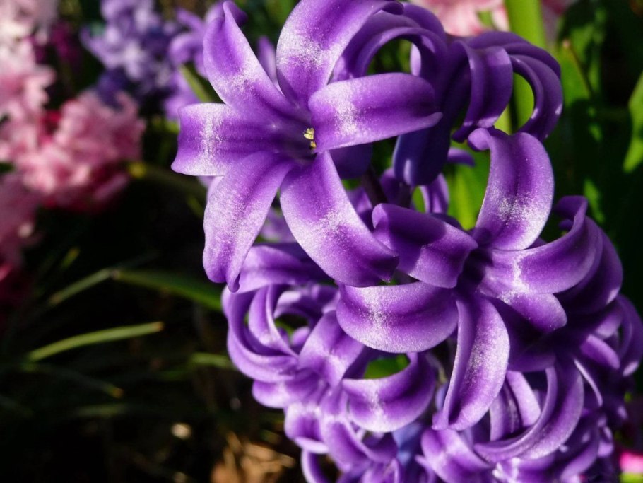 Тюльпаны гиацинты Флоксы