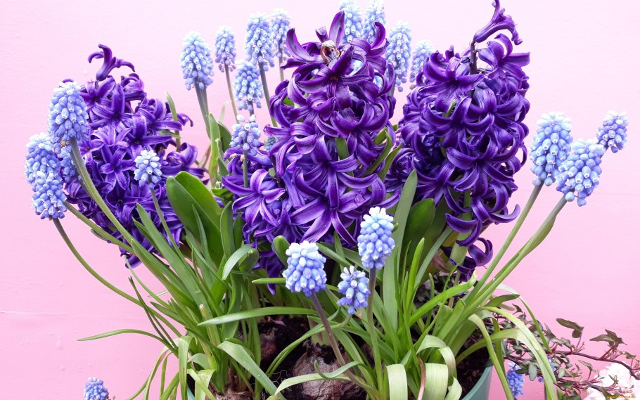 Гиацинт paul hermann