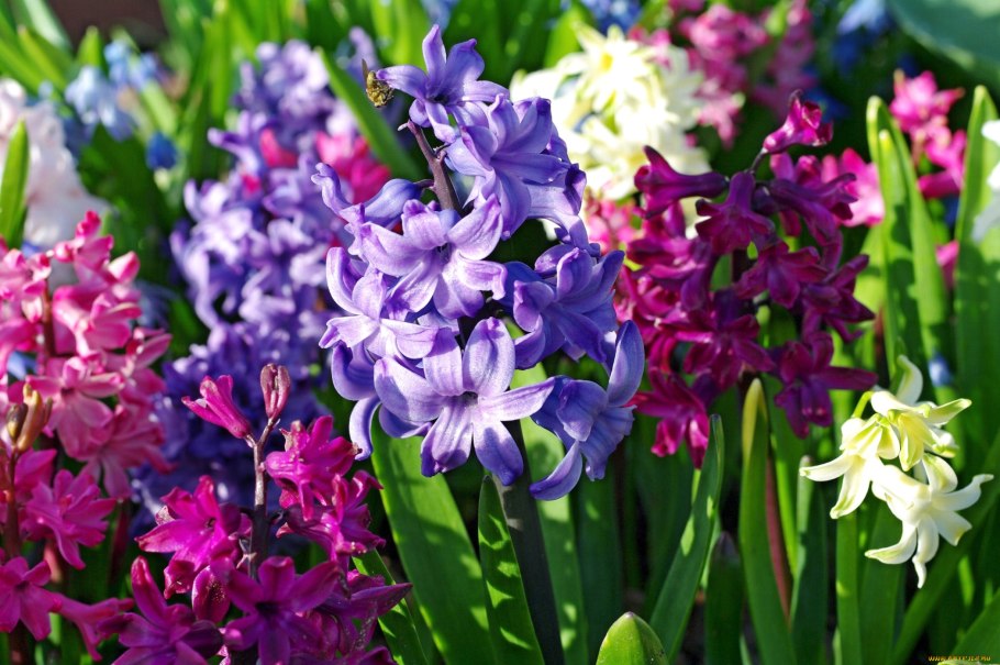 Гиацинт Botanical