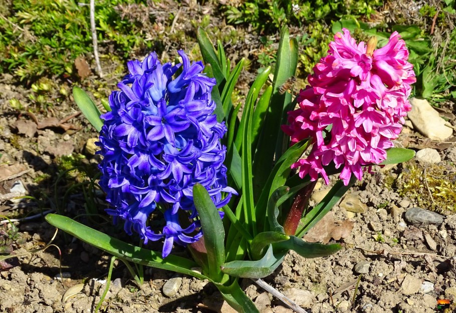 Гиацинт цветок