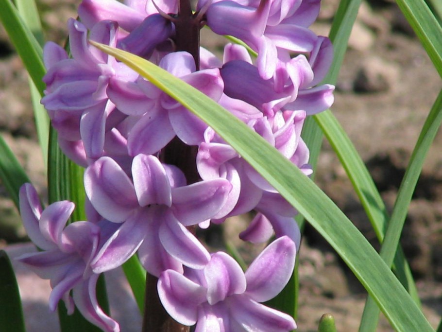 Весна цветы гиацинты