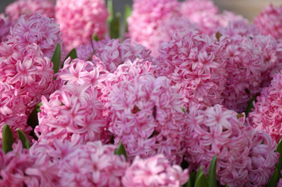 Гиацинт Восточный Аида