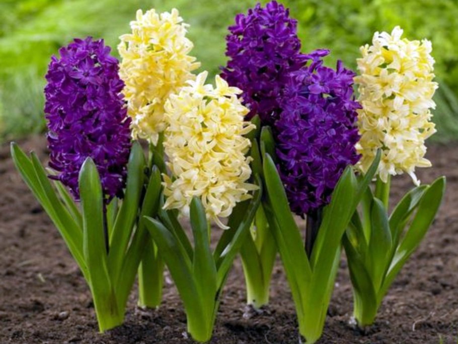 Гиацинт цветок