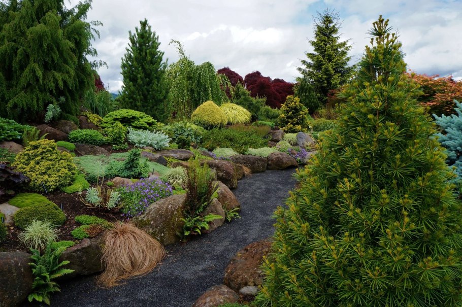 Тенелюбивые хвойники