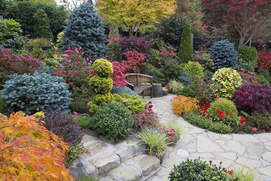 Лиственница европейская Пендула