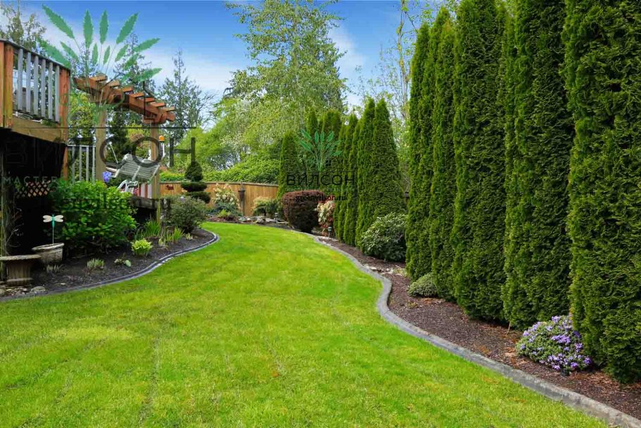 Хвойники Барбарис спирея